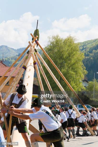 setting up the maypole in bavaria on may 1st - fiesta posterior stock pictures, royalty-free photos & images