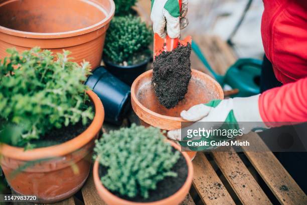 woman planting herbage. - compost garden stockfoto's en -beelden