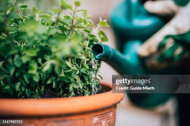 watering fresh planted herbage. - watering plants stock-fotos und bilder