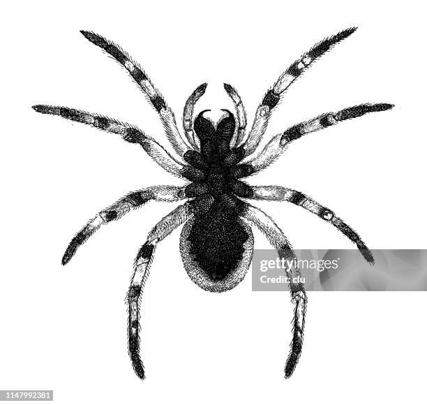 spider: black-bellied tarantula, bottom - tarantula stock illustrations