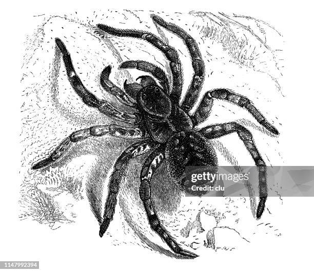 Tarantula And Frog Wood Engraving Published In 1895 High-Res