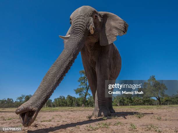 african elephants walking to the marsh in masai mara - animal trunk 個照片及圖片檔