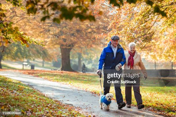 秋の犬の散歩 - british culture walking ストックフォトと画像