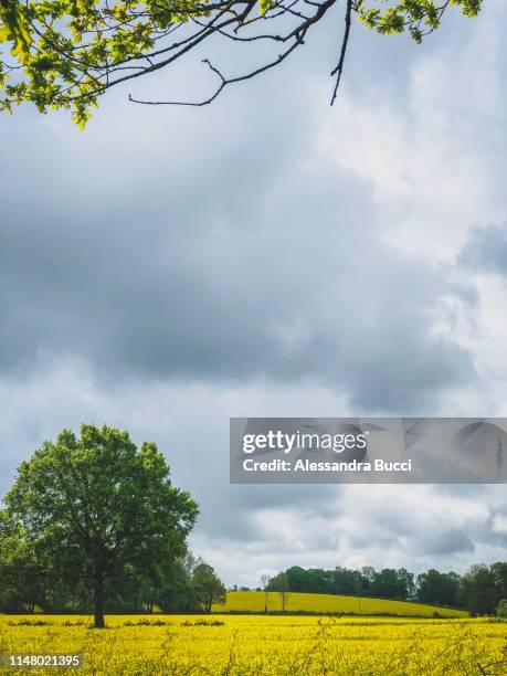 Horizon Line With Tree Example 144,699 Trees Horizon Line Stock Photos, High-Res Pictures, and Images ...