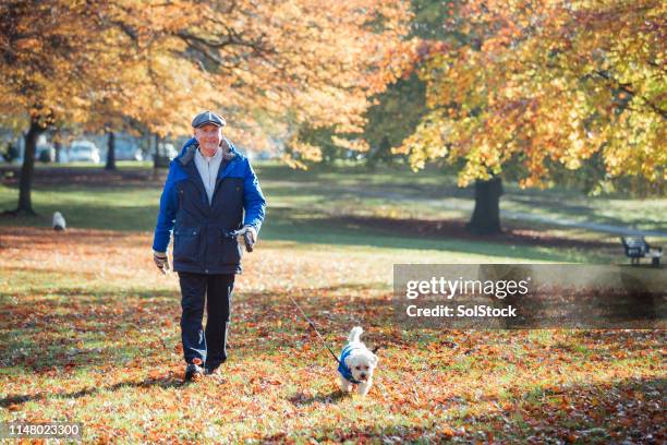 senior man walking his dog in autumn - older people walking a dog stock pictures, royalty-free photos & images