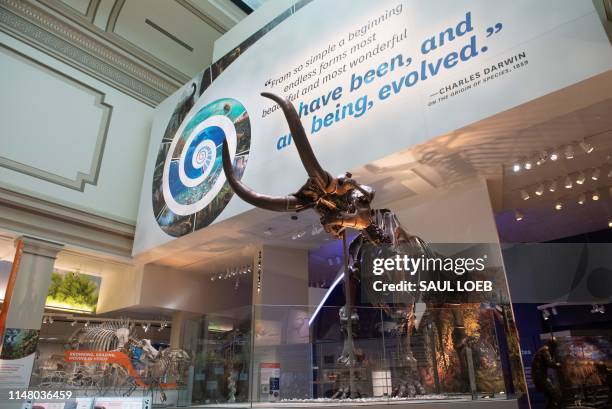 People tour the National Fossil Hall, featuring around 700 fossil specimens that track the history of life on the planet from dinosaurs to mammals,...