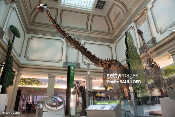 Diplodocus dinosaur skeleton is on display in the National Fossil Hall, featuring around 700 fossil specimens that track the history of life on the...