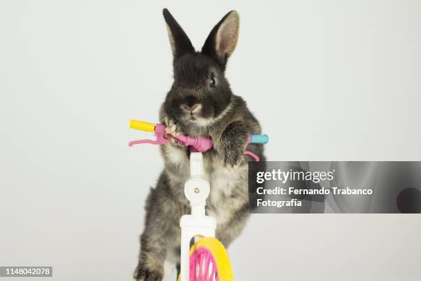 rabbit riding a colorful bicycle - spinning top stock pictures, royalty-free photos & images