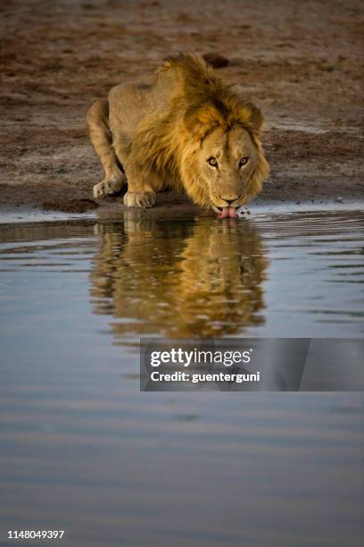 junger mann trinkt am wasserloch, wildtiere erschossen - löwe schnauze stock-fotos und bilder