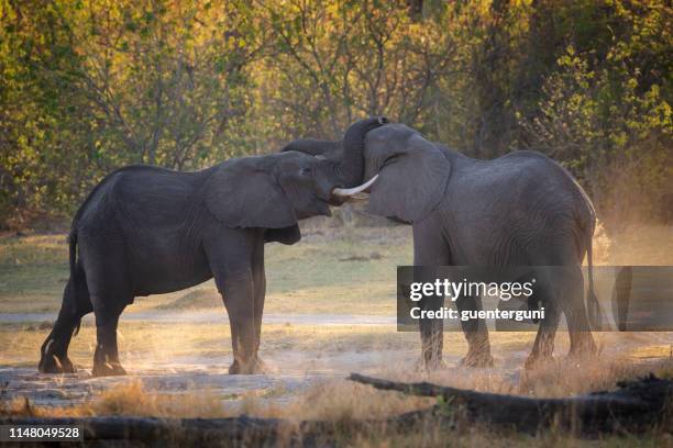 elefantes da luta no por do sol, delta de okavango, botswana, áfrica - moremi wildlife reserve - fotografias e filmes do acervo