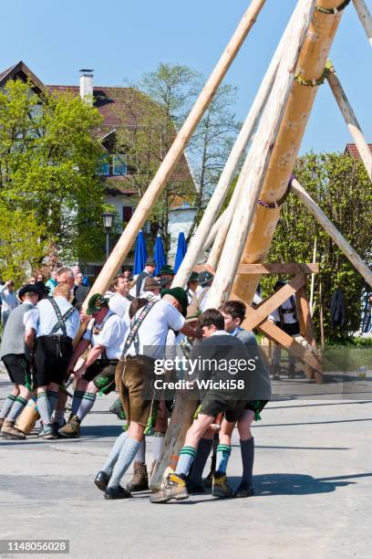 strong men in lederhosen raise a maypole - fiesta posterior stock pictures, royalty-free photos & images