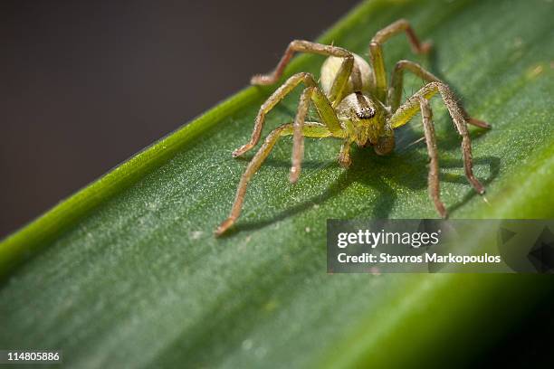 green spider on green leaf - huntsman spider stock pictures, royalty-free photos & images