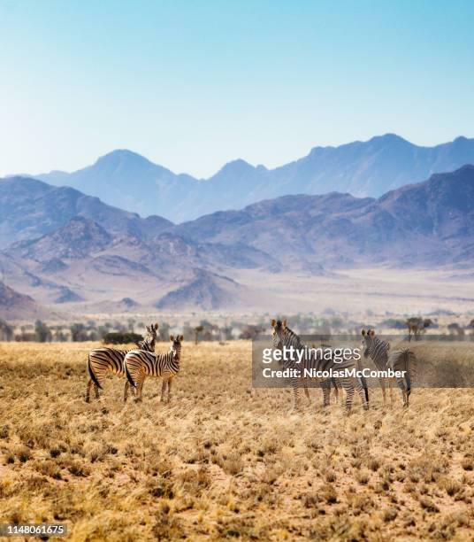 kleine groep van hartmann zebra's in namibische steppen - animal de safari stockfoto's en -beelden