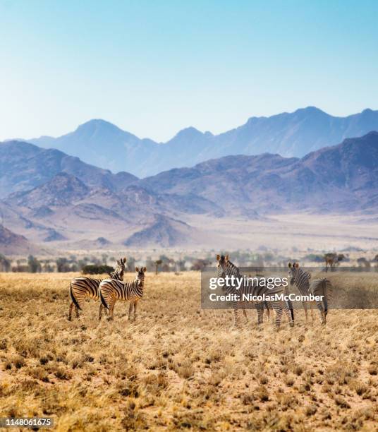 small group of hartmann's zebras in namibian steppes - african safari stock pictures, royalty-free photos & images