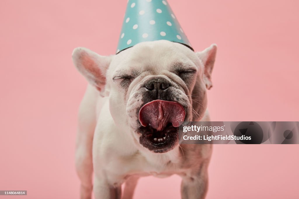 french bulldog in blue birthday cap