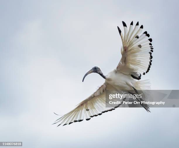 sacred ibis (threskiornis aethiopicus) in flight - ibis stock pictures, royalty-free photos & images