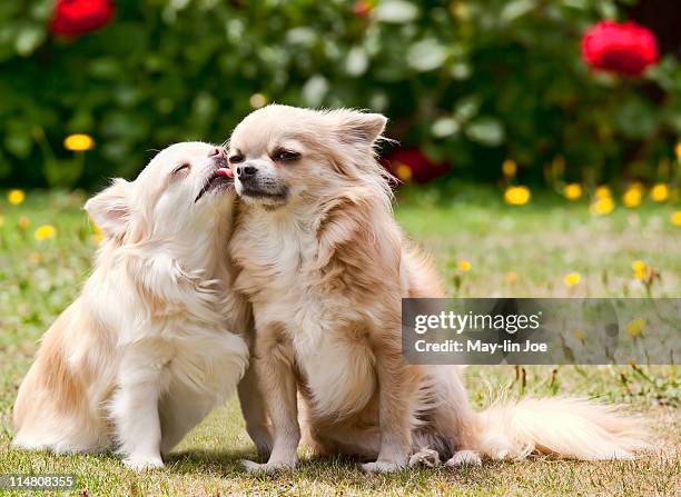 loving chihuahua dogs - chihuahua love stock pictures, royalty-free photos & images