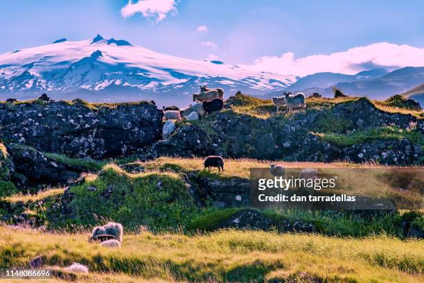 sheep of the snaefellsness  peninsula, iceland - icelandic sheep stock pictures, royalty-free photos & images