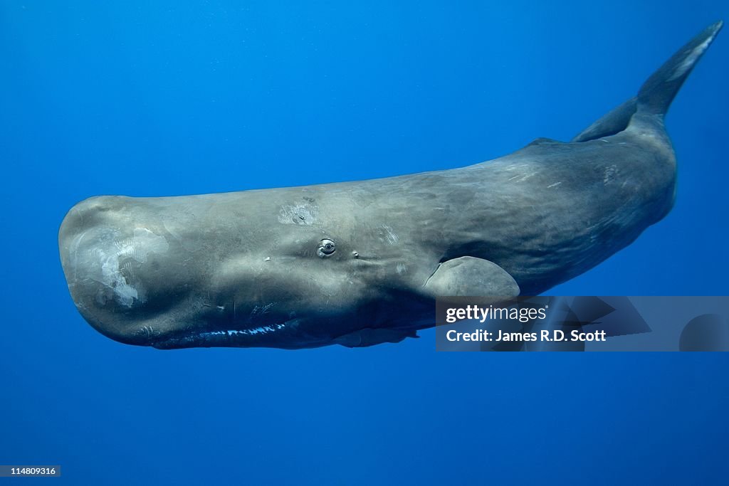 Sperm whale