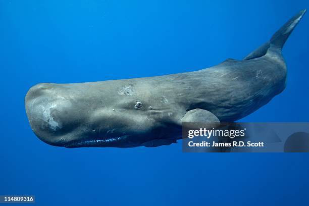 sperm whale - kaskelot bildbanksfoton och bilder