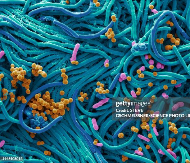 bacteria found on mobile phone, sem - estafilococo fotografías e imágenes de stock