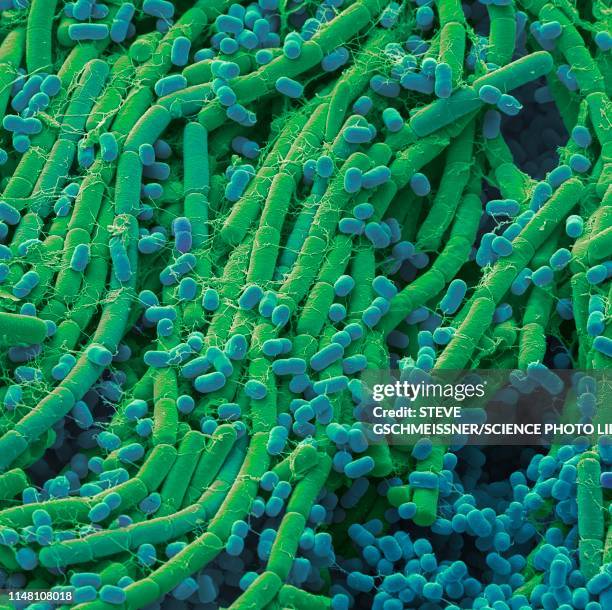 soil bacteria, sem - phosphorus stock pictures, royalty-free photos & images