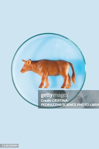 cultured meat, conceptual image - genetically modified animals stock pictures, royalty-free photos & images