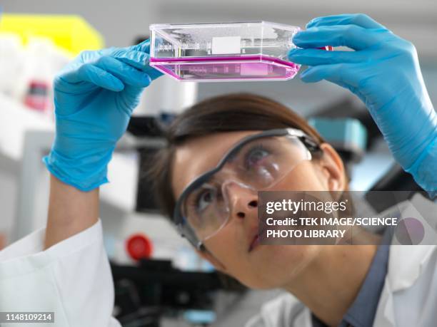 cell research - stem cell growth stock pictures, royalty-free photos & images