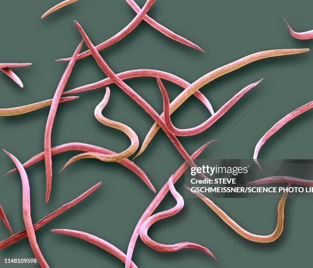 nematodes, sem - roundworm stock-fotos und bilder