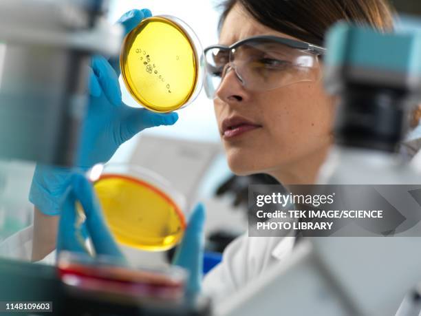 Using Inverted Microscope Inverted Microscope Photos and Premium High Res Pictures - Getty Images