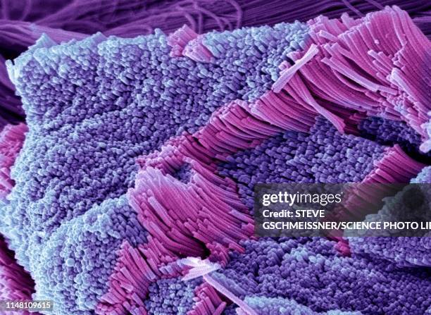 tendon, sem - magnification stock pictures, royalty-free photos & images