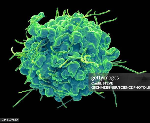 apoptosis, sem - cell death stock pictures, royalty-free photos & images