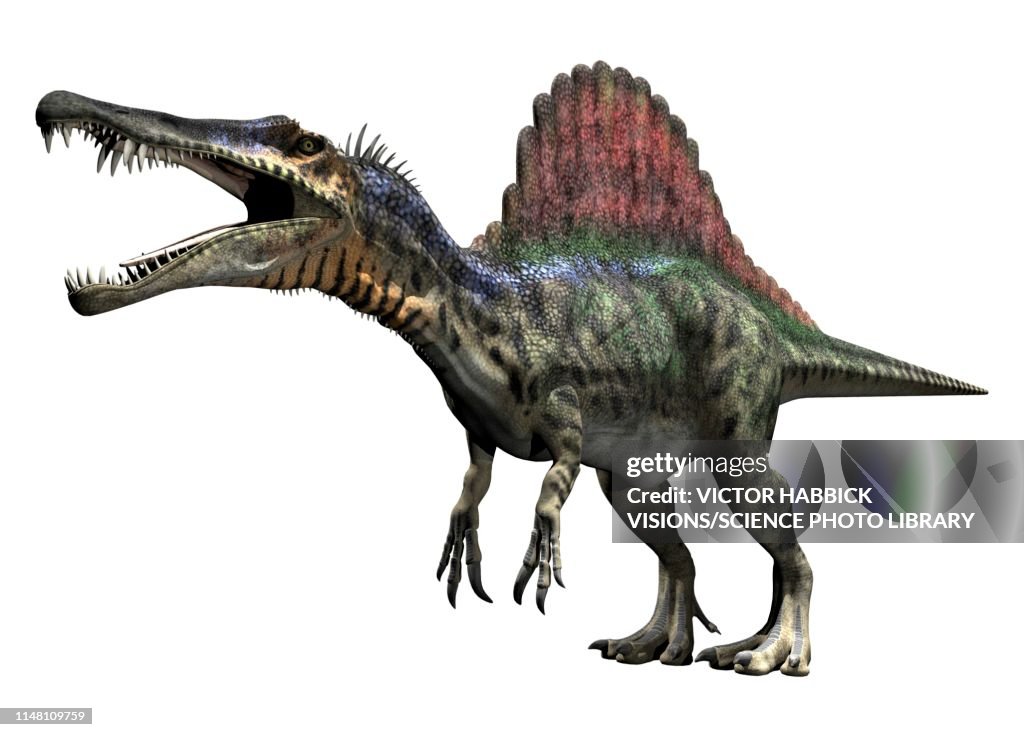 Spinosaurus, illustration
