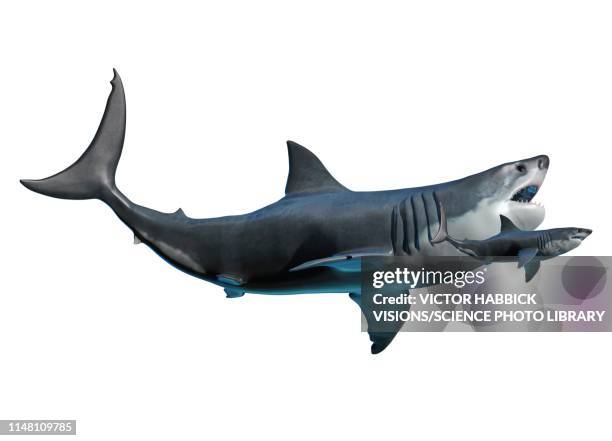 illustrazioni stock, clip art, cartoni animati e icone di tendenza di megalodon and shark, illustration - megalodon