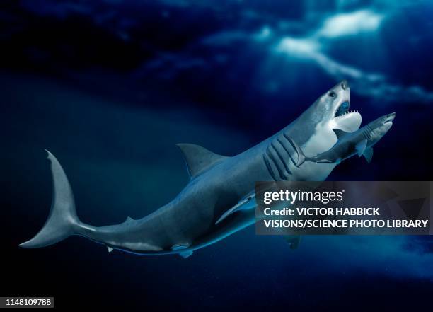 megalodon and shark, illustration - riesenhai stock-grafiken, -clipart, -cartoons und -symbole