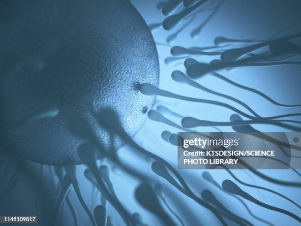 sperm approaching egg, illustration - fertilizer stock illustrations