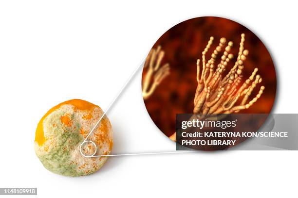 Digitatum 28 Penicillium Digitatum High Res Illustrations - Getty Images