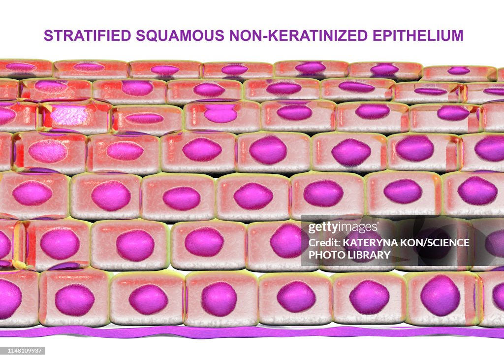 Stratified squamous epithelium, illustration