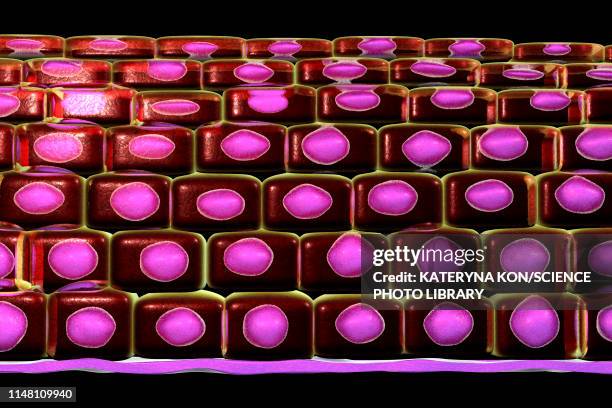 stratified squamous epithelium, illustration - stratified squamous epithelium stock illustrations