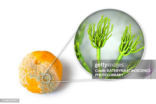 Digitatum 28 Penicillium Digitatum High Res Illustrations - Getty Images