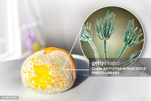 Digitatum 28 Penicillium Digitatum High Res Illustrations - Getty Images