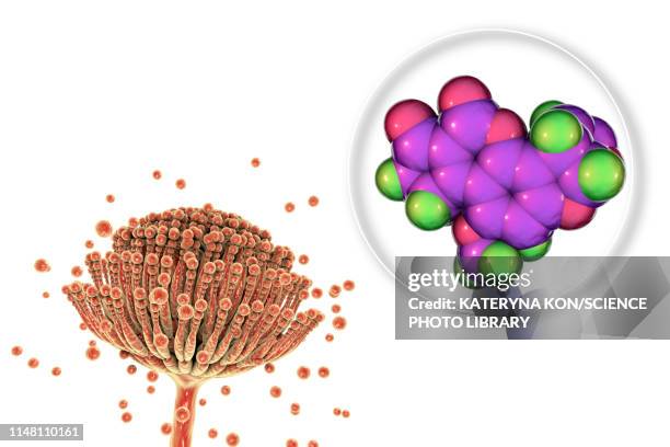 160 青カビ High Res Illustrations - Getty Images