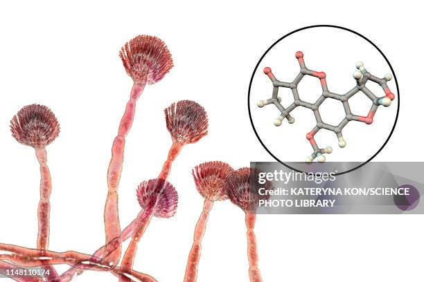 aspergillus fungus and aflatoxin b1 molecule, illustration - mold stock illustrations