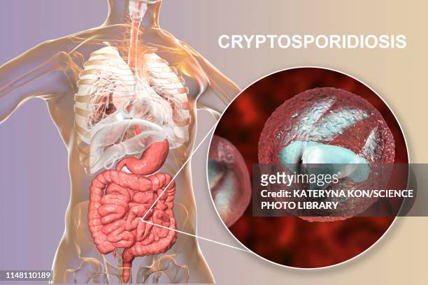 stockillustraties, clipart, cartoons en iconen met cryptosporidium protozoan intestinal parasite, illustration - cryptosporidium parvum