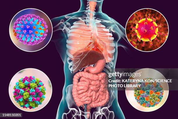 viral respiratory and enteric infections, illustration - human small intestine stock illustrations