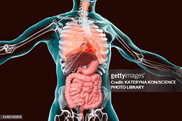 human respiratory and digestive systems, illustration - dickdarm verdauungstrakt stock-grafiken, -clipart, -cartoons und -symbole