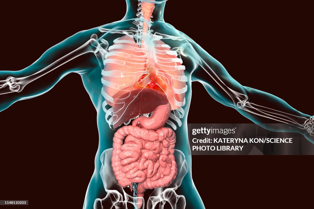 Human respiratory and digestive systems, illustration