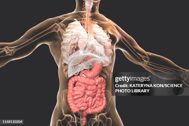 human digestive system, illustration - smaller organ stock illustrations