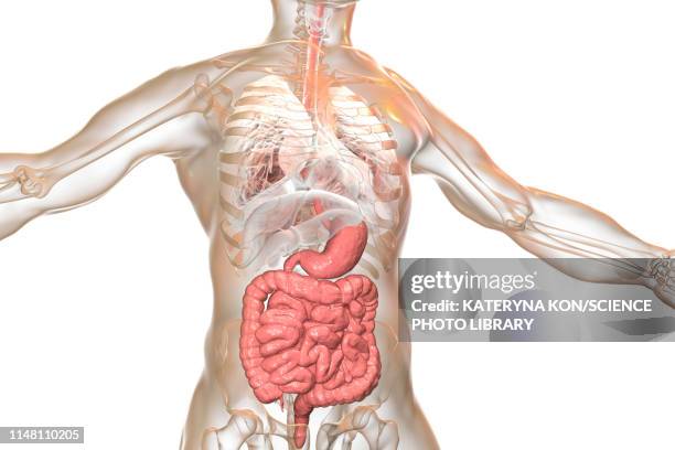 human digestive system, illustration - human-digestive-system-diagram stock-grafiken, -clipart, -cartoons und -symbole