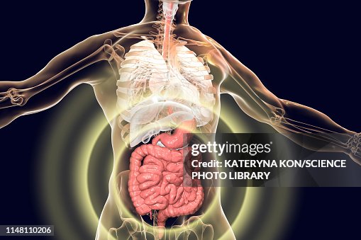 Human digestive system, illustration Human digestive system, illustration
